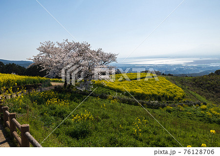 《長崎県 白木峰高原》白木峰高原の桜と菜の花 《長崎県 白木峰高原》白木峰高原の桜と菜の花 76128706