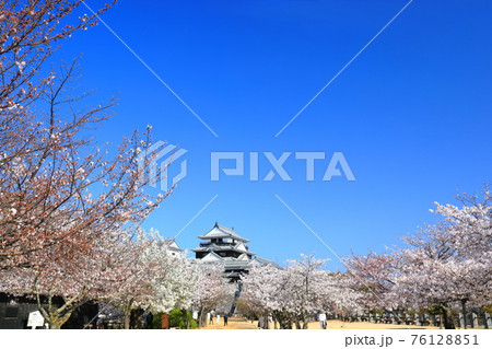 【愛媛県桜が満開の松山城天守閣 76128851