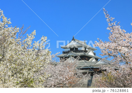 愛媛県桜が満開の松山城天守閣の写真素材 愛媛県桜が満開の松山城天守閣の写真素材