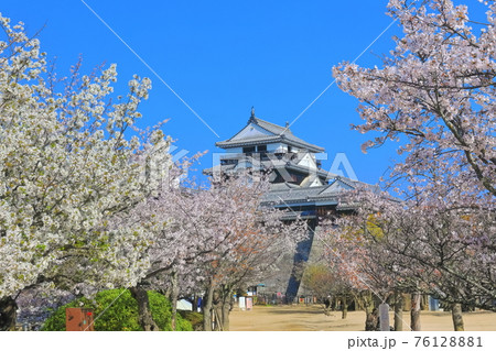 【愛媛県桜が満開の松山城天守閣 76128881