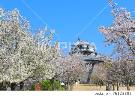 【愛媛県桜が満開の松山城天守閣 76128882