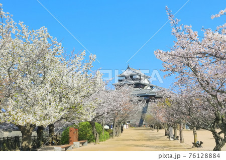【愛媛県桜が満開の松山城天守閣 76128884