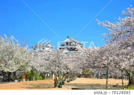 【愛媛県桜が満開の松山城天守閣 76128885
