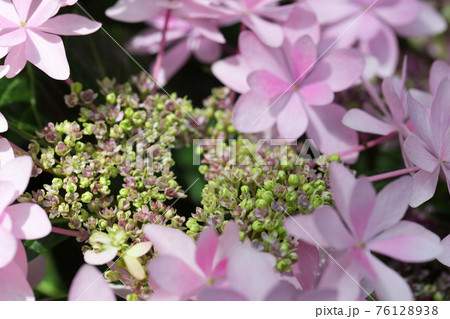 ダンスパーティー アジサイの花と蕾の写真素材