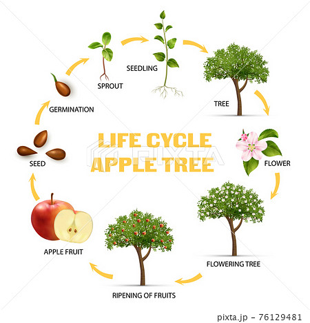 Apple Life Cycle Infographic Set 76129481