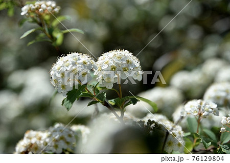 コデマリの花の写真素材 コデマリの花の写真素材