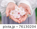 桜の花を包み込む手 76130204