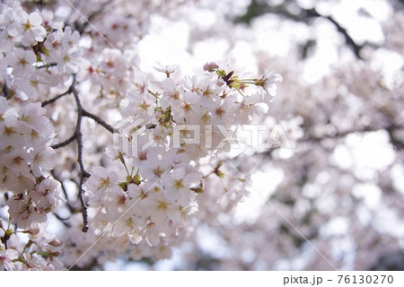 兵庫県西宮市の夙川公園の桜（2021年） 76130270
