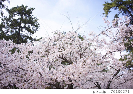 兵庫県西宮市の夙川公園の桜（2021年） 76130271