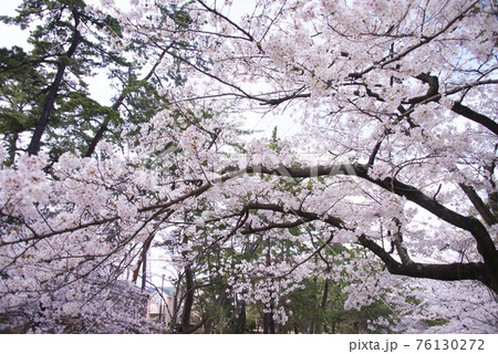 兵庫県西宮市の夙川公園の桜（2021年） 76130272