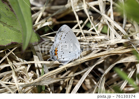 ツバメシジミ ツバメシジミ 76130374