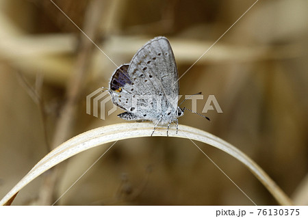 ツバメシジミ 76130375