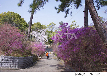 兵庫県西宮市の廣田神社のコバノミツバツツジ（2021年） 76130460