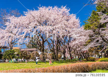 敷島公園のっしだれ桜 敷島公園のっしだれ桜 76130595