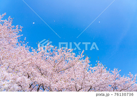 日本の春 埼玉幸手 幸手権現堂桜堤の桜並木 日本の春 埼玉幸手 幸手権現堂桜堤の桜並木 76130736