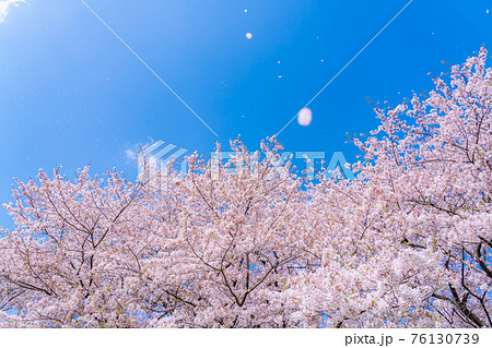 日本の春 埼玉幸手 幸手権現堂桜堤の桜並木 日本の春 埼玉幸手 幸手権現堂桜堤の桜並木 76130739