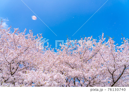日本の春 埼玉幸手 幸手権現堂桜堤の桜並木 日本の春 埼玉幸手 幸手権現堂桜堤の桜並木 76130740
