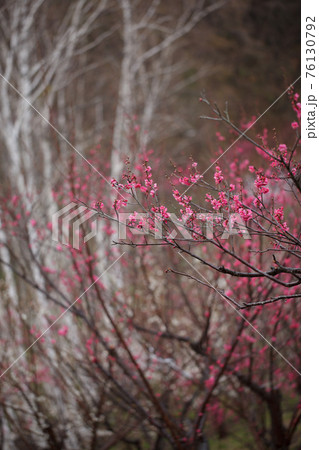 鮮やかな紅色をした梅の花が咲き誇る風景 76130792