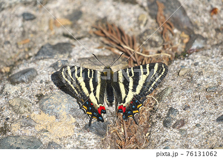 ギフチョウ ギフチョウ 76131062