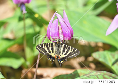 ギフチョウ 76131063