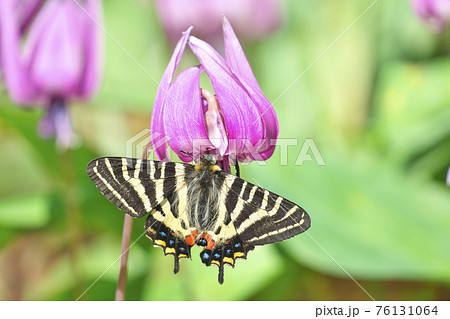 ギフチョウ 76131064