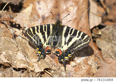 ギフチョウ 76131069