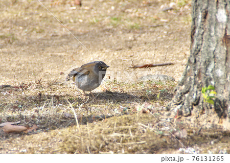 野鳥 野鳥 76131265