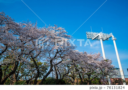 桜並木と明治神宮野球場 76131824