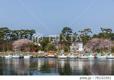 駿河湾での朝の漁が終わり漁港の岸壁に係留する漁船と桜 76132301