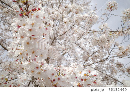 夢みなと公園の満開の桜（鳥取県境港市） 76132449