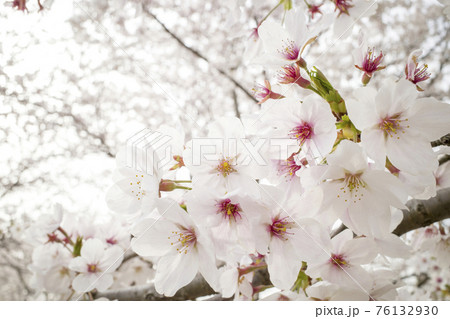夢みなと公園の満開の桜（鳥取県境港市） 76132930