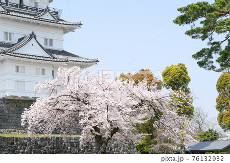 神奈川県　小田原城　本丸　桜の季節 76132932