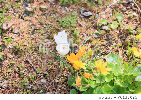 クロッカスの花 76133025