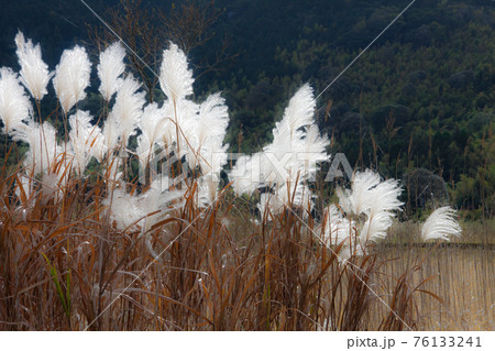 ススキの穂をソフトイメージに写す 76133241