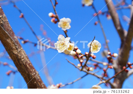 白梅の花と青空 白梅の花と青空 76133262