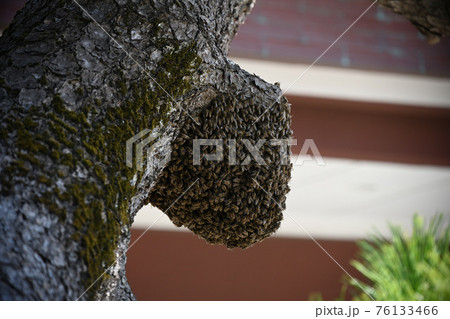 蜜蜂の大群 76133466