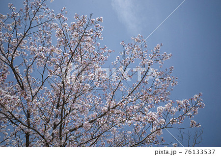 夢みなと公園の満開の桜(鳥取県境港市) 夢みなと公園の満開の桜(鳥取県境港市) 76133537