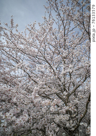 夢みなと公園の満開の桜（鳥取県境港市） 76133579