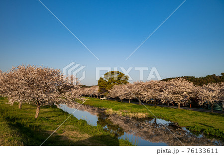 晴天から夕焼けの春うららの田舎の桜が川面に映る風景 76133611