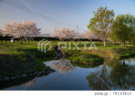晴天から夕焼けの春うららの田舎の桜が川面に映る風景 晴天から夕焼けの春うららの田舎の桜が川面に映る風景 76133612