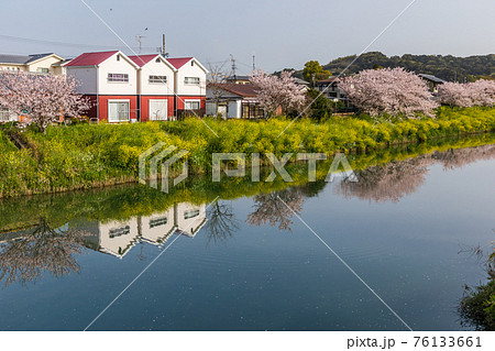 勝間田川川沿いの桜と菜の花と3軒の白い家の写真素材 [76133661] - PIXTA
