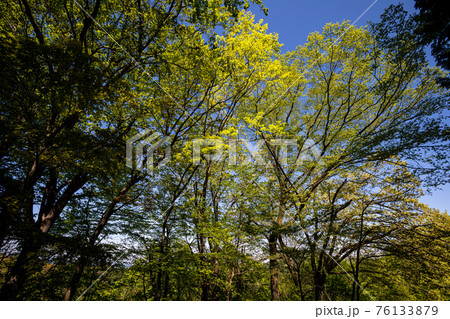 足もと軽く息さわやかに、水ぬるみ新芽の緑 足もと軽く息さわやかに、水ぬるみ新芽の緑 76133879