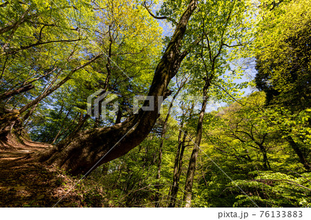 足もと軽く息さわやかに、水ぬるみ新芽の緑 足もと軽く息さわやかに、水ぬるみ新芽の緑 76133883