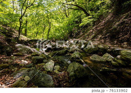 足もと軽く息さわやかに、水ぬるみ新芽の緑 足もと軽く息さわやかに、水ぬるみ新芽の緑 76133902
