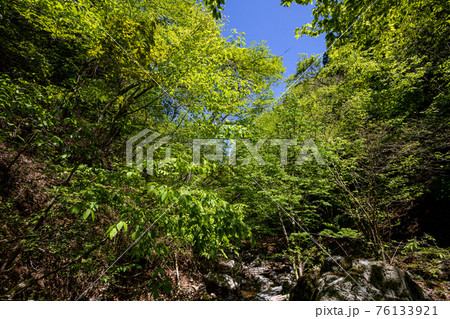 足もと軽く息さわやかに、水ぬるみ新芽の緑 足もと軽く息さわやかに、水ぬるみ新芽の緑 76133921