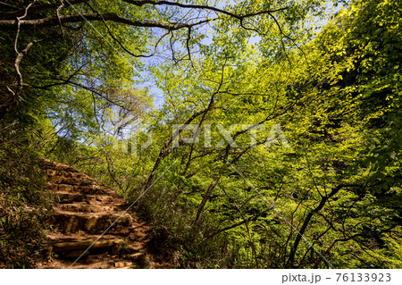 足もと軽く息さわやかに、水ぬるみ新芽の緑 足もと軽く息さわやかに、水ぬるみ新芽の緑 76133923