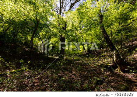 足もと軽く息さわやかに、水ぬるみ新芽の緑 足もと軽く息さわやかに、水ぬるみ新芽の緑 76133928