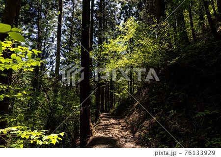 足もと軽く息さわやかに、水ぬるみ新芽の緑 足もと軽く息さわやかに、水ぬるみ新芽の緑 76133929