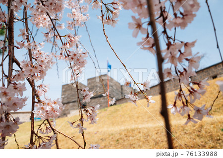Hwaseong Fortress at spring in Suwon, korea 76133988