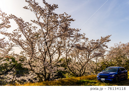 太陽の光を浴びる満開の桜と青い自動車 76134118